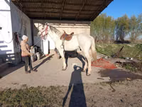 公马, Horses — 照片 1