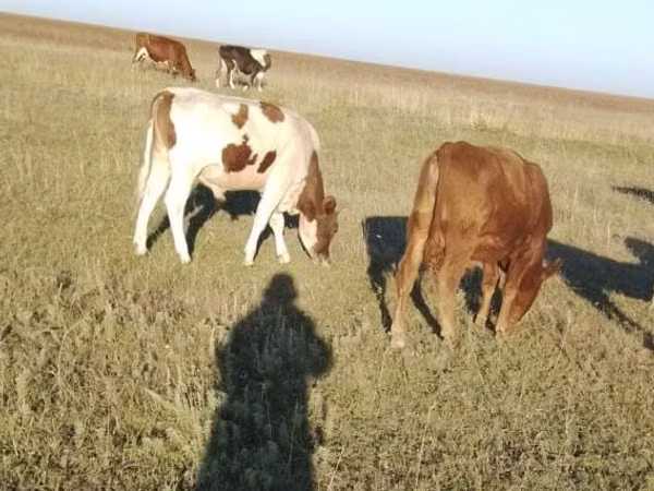 公牛, Simmental cattle