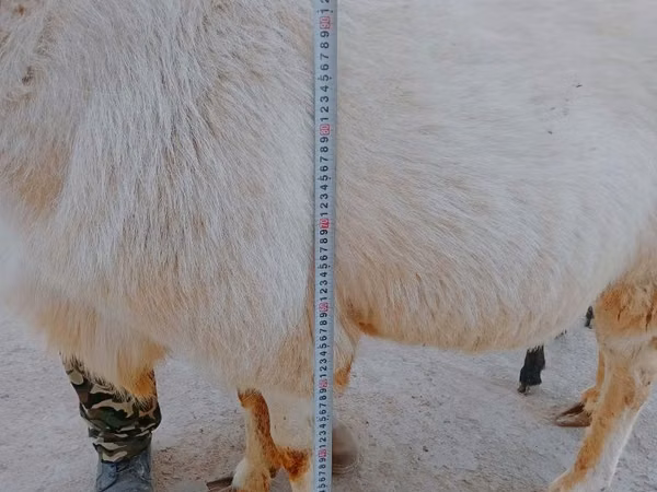 كبش, Arashan sheep — أوزبكستان