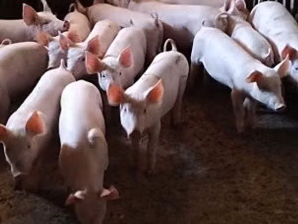Schweine (Partie, Geschlecht nicht angegeben), Schweine