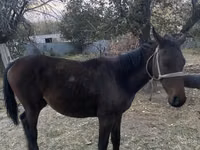 حصان, Kazakh horse — الصورة 2