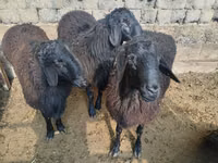 كبش, Rhon sheep — الصورة 3