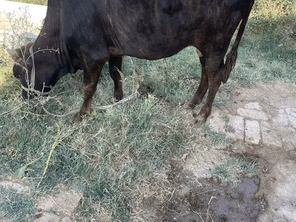 公牛, Cattle — 乌兹别克斯坦