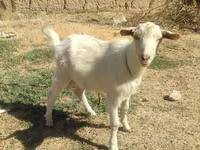 母山羊, Goats — 照片 5