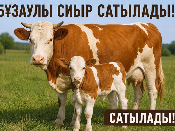 गाय, Simmental cattle — कज़ाखस्तान