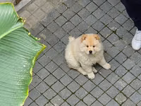 🐶 SATILIR – ÇAU-ÇAU Erkək Çau-Çau balasıdır. 2 aylıqdır, rəngi ağdır — الصورة 2