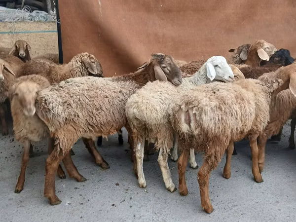 Widder, Rhon sheep