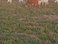 Cabro, Alpine goat — foto 1