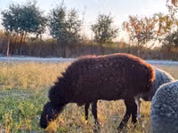 Widder, Rhon sheep — Foto 3