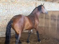 Hengst, Thoroughbred horse — Foto 2