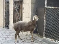 Sheep, Arashan sheep — photo 3