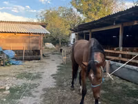 Stute, Thoroughbred horse — Foto 1