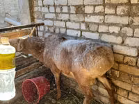 Қошқар, Edilbay sheep — 3-сурет