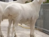 Кочкор, Койлор — сүрөт 1