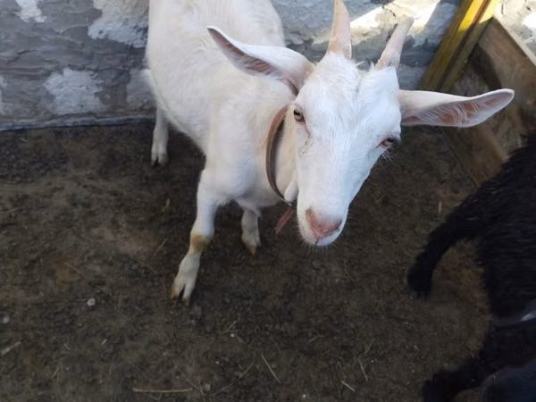 Echki, Saanen goat