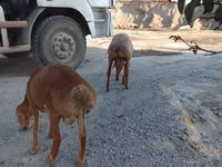 نعجة, الأغنام — الصورة 2