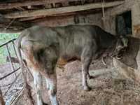 公牛, Swiss cattle — 照片 2