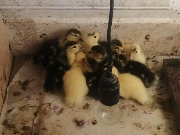 Ducks