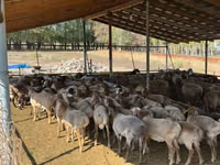 Widder, Rhon sheep — Foto 2