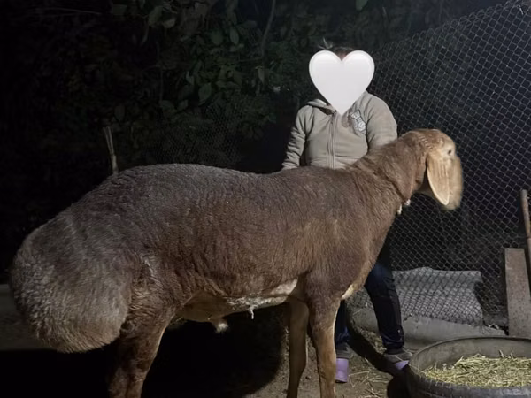 Carnero, Arashan sheep — Kirguistán