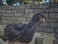 Chickens — फ़ोटो 3