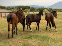 公马, Horses — 照片 5