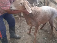 نعجة, Arashan sheep — الصورة 1