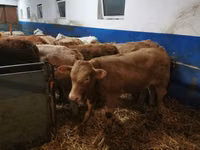 Rinder (Partie, Geschlecht nicht angegeben), Limousin-Kuh — Foto 2