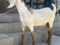 母山羊, Beetal goats — 照片 4