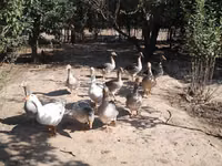 Geese — फ़ोटो 3