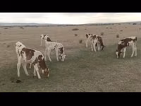 Bulle, Swiss cattle — Foto 1