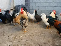 Brahma — Foto 6