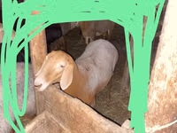 Schaf, Edilbay sheep — Foto 3