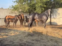 Hengst, Orlov Trotter — Foto 1