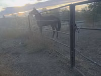 Hengst, Thoroughbred horse — Foto 7