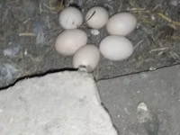 Chickens — الصورة 3