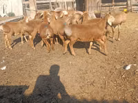 Қошқар, Arashan sheep — 2-сурет