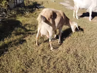 Ziege, Saanen goat — Foto 3