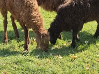 Widder, Schafe — Foto 4