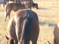 Stute, Kazakh horse — Foto 3