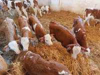 Bulle, Simmental cattle — Foto 5