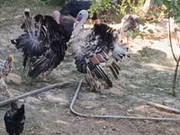 Turkeys — Foto 4
