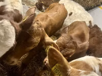 Vaca, Ganado vacuno — foto 5