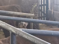 Sigir, Simmental cattle — 5-rasm