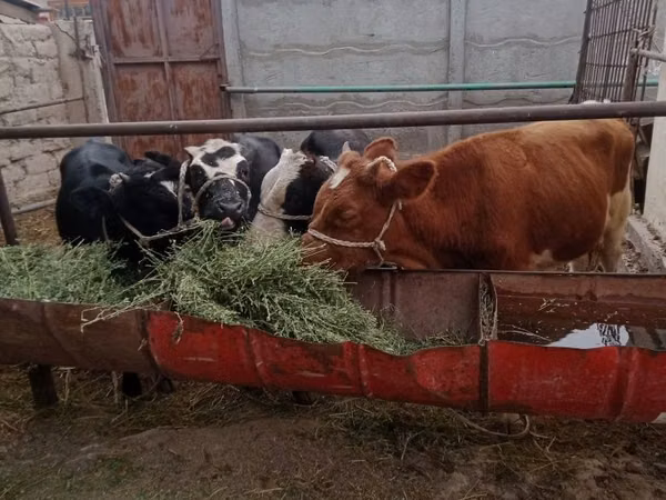 公牛, Simmental cattle — 哈萨克斯坦