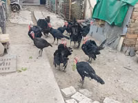 Blanca de pechuga ancha — foto 3