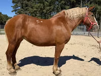 Caballo, Belgian Draught — foto 1