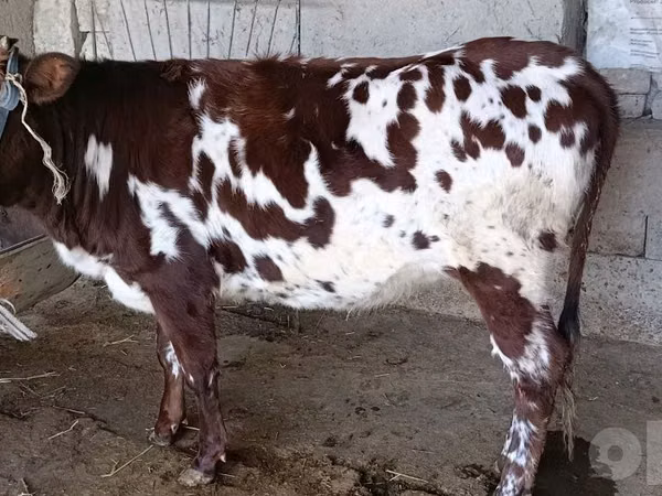 Vaca, Ganado vacuno