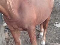 Caballo, Russian Heavy Draft — foto 5