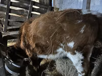 母牛, Simmental cattle — 照片 2